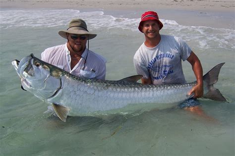 Floridas Best Offshore Tarpon Fishing And Fishing Charters Absolute