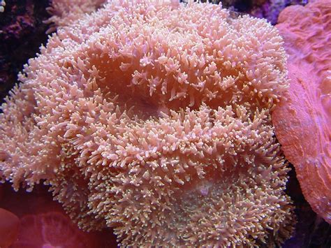 Pink Hairy Mushroom Coral Aquatic Saltwater Tropical Pinterest
