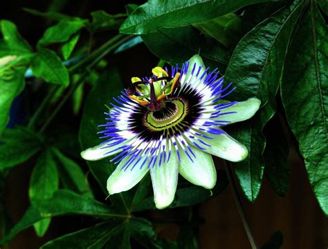 Blue Passion Flower Passiflora Caerulea From Our Garden