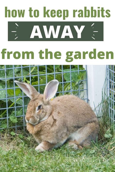 How To Keep Rabbits Out Of The Garden 9 Easy Ways