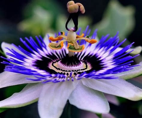 Chingum — Discover Curiosities 20 Most Unusual Flowers In The World