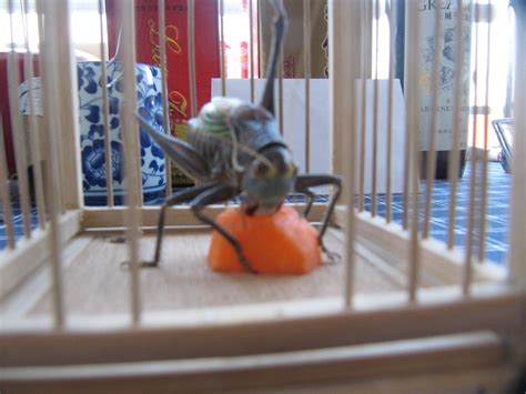 Pet Cricket This Carrot Is Mine These Are Two Crickets Flickr