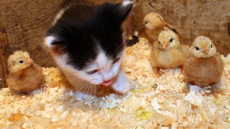 Kitten With Baby Chicks Hd Desktop Wallpaper Widescreen High