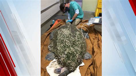 Extremely Rare 350 Pound Loggerhead Among 150 Cold Stunned Turtles