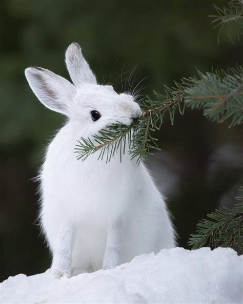Pin By Grace Lewis On The Arctic In 2020 Snowshoe Hare Winter