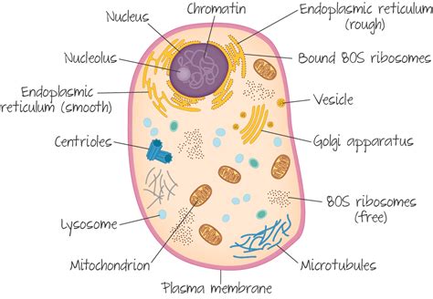 Ultrastructural changes in cells during embryogenesis, differentiation, and secretion. Cell Biology | DP Biology - IB Recap