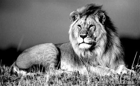 Lion Wallpaper Black And White Wallpapers Gallery