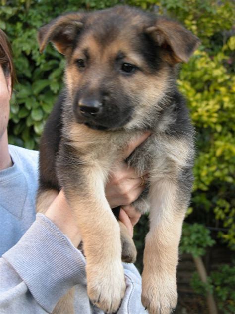 Browse and find german shepherd puppies today, on the uk's leading dog only classifieds site. German Shepherd puppies for sale -Ready Now. | Grimsby ...