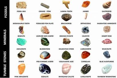 Fossils Minerals Different Stone Tumble Stones Title