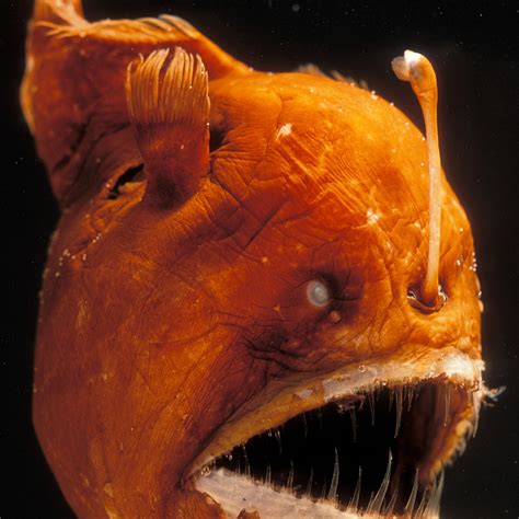 Weighted Angler Fish