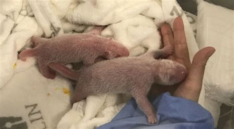 Nascimento De Pandas Gêmeos Surpreende Equipe De Zoológico De Berlim