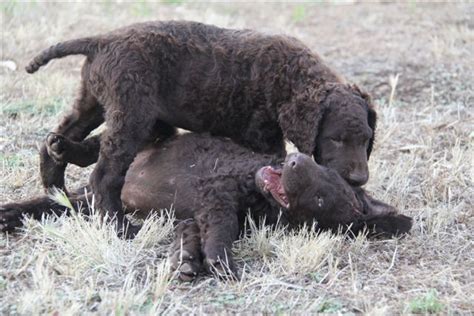 These dogs are known to be highly intelligent and make excellent companions. Curly-Coat Retrivier 15 | Curly coated retriever, Labrador ...