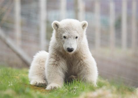 Gallery Uks First Polar Bear Cub In 25 Years Celebrates Birthday