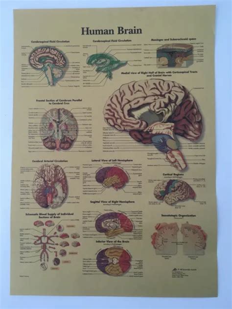 ANATOMY OF THE Brain Anatomical Chart Paper Unmounted By Anatomical