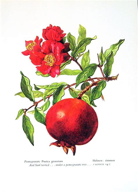 Pomegranate Drawing Pomegranate Tattoo Pomegranate Art Fruits