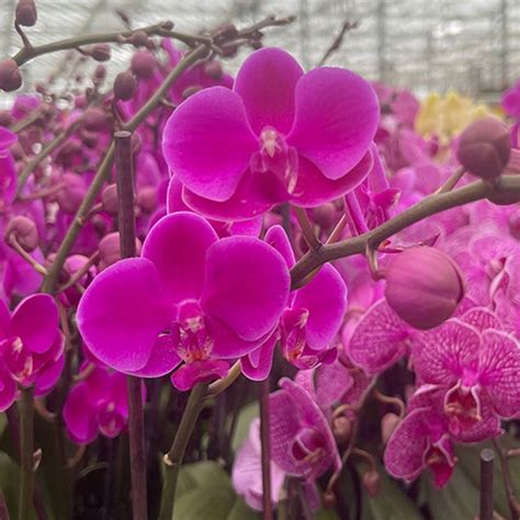 Orchid Phalaenopsis Double Stem Magenta Garden Express