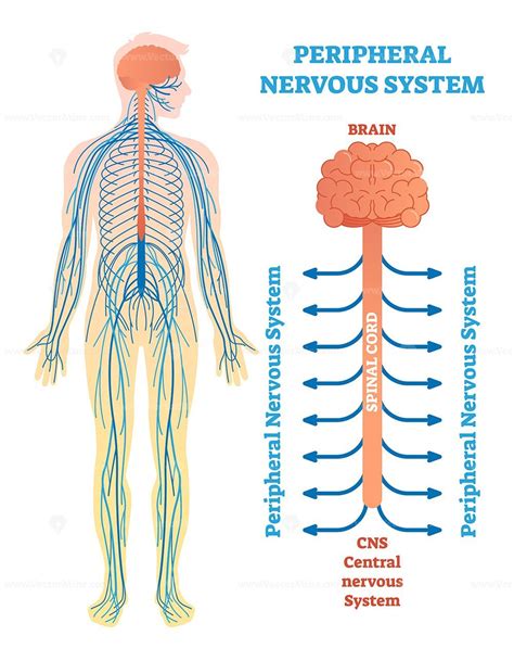 Peripheral Nervous System Medical Vector Illustration Diagram Vectormine