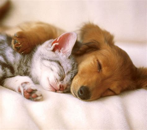 25 Droll Cute Puppy And Kitty Photo 4k Ukbleumoonproductions