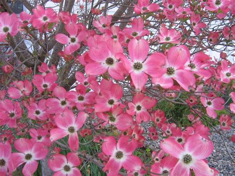 For more information about shrubs that bloom in zone 3, read on. 5 Flowering PINK DOGWOOD Cornus TREE Seeds