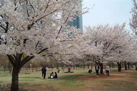 It covers 0.99km² with a population of 3,409 and is mostly a commercial area, being one of seoul's main shopping, parade route and tourism districts. 8 Spring Destinations To Visit In Seoul For Cherry ...