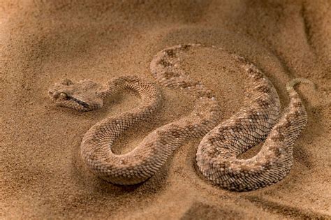 January 20 2018venomous Viper An Arabian Horned Viper Digs Itself Into