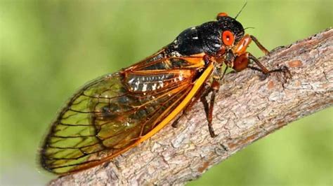 10 Scintillating Facts About Cicadas Cbc News