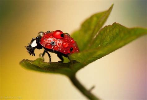 Breathtaking Macro Photos Of Ladybugs Ladybug Ladybird Insects