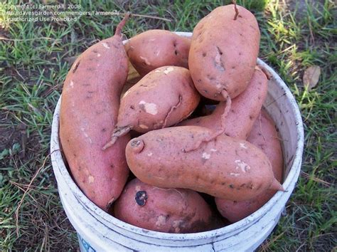 Plantfiles Pictures Sweet Potato Hernandez Ipomoea Batatas By