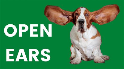 These Sounds Will Make Your Dogs Ears Stand Up Youtube