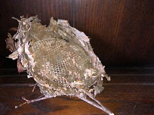 Hornet Nest Bee Hive B Man Cave Taxidermy Paper Wasps Wasp Bee House