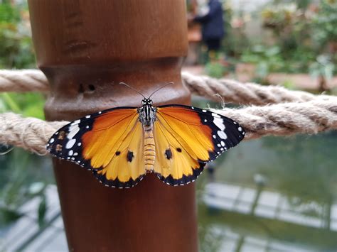 La Serre Aux Papillons Et Son Jardin Tropical Parc Floral De La Source