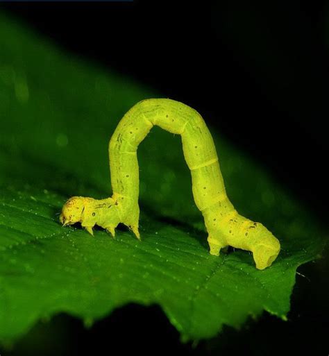 Geometer Moth Larva Inchworm By Joe Petersburger Getty Images