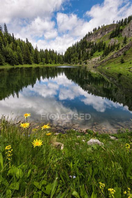 Scenic View Of Wild Flowers By Lake With Sky Reflection In Water