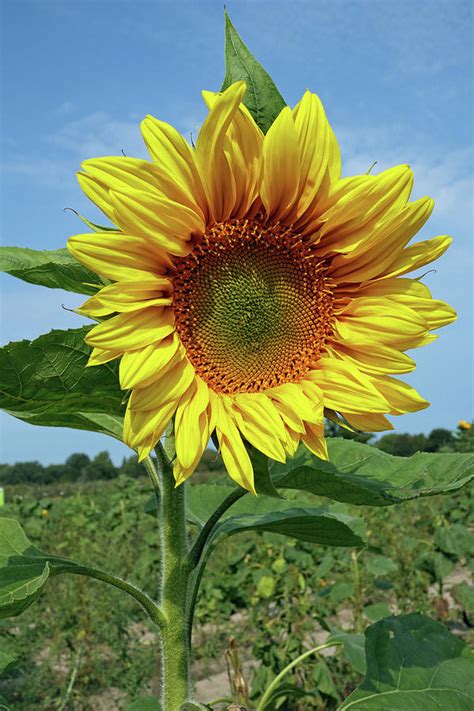 Last Of The Sunflowers Photograph By Scott Kingery Fine Art America
