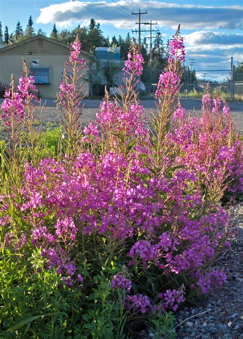 The Yukon Fireweed In Whitehorse Yukon Pictures Of Beautiful Places