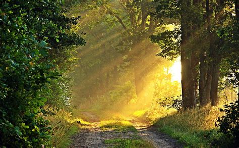 Hd Wallpaper Sunny Morning Forest Path Green Leaf Trees Nature