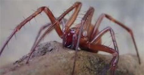 Big Scary Orange Cave Spider Found For The First Time In Devon Devon Live
