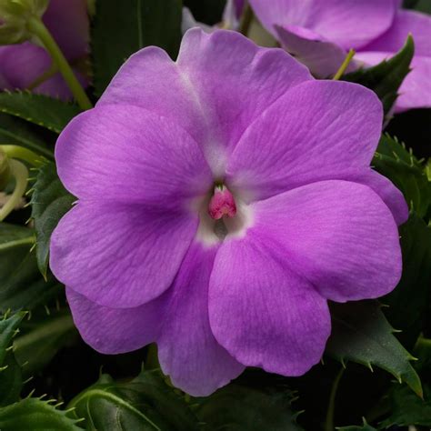Impatiens Sunpatiens Compact Orchid From Saunders Brothers Inc
