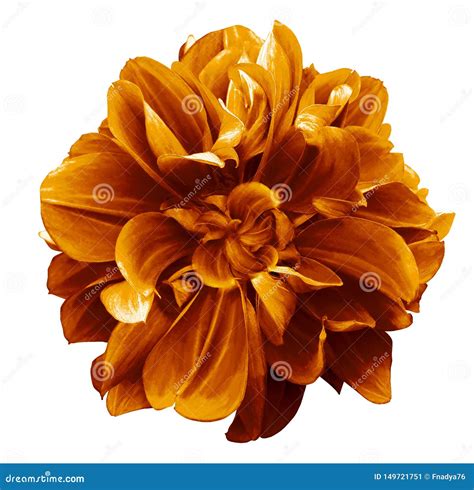 Orange Dahlia Flower On A White Isolated Background With Clipping Path