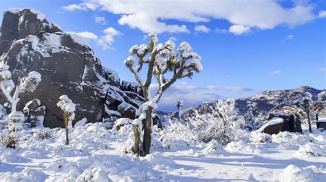Joshua Tree National Park Snow Day 2021 January 25 2021 Snow In