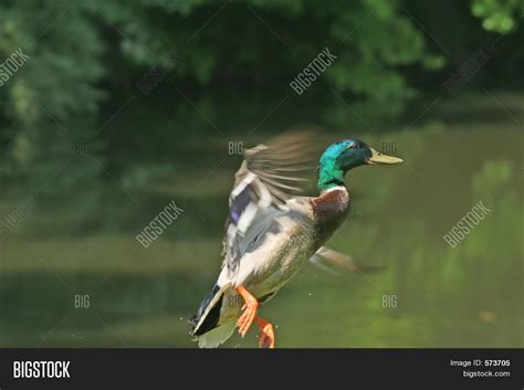 Mallard Male Duck Image And Photo Free Trial Bigstock