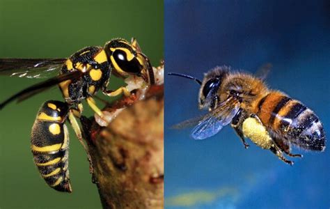 Perbedaan Lebah Dan Tawon Ciri Ciri Dan Manfaat Madu Wild Bee Artikel
