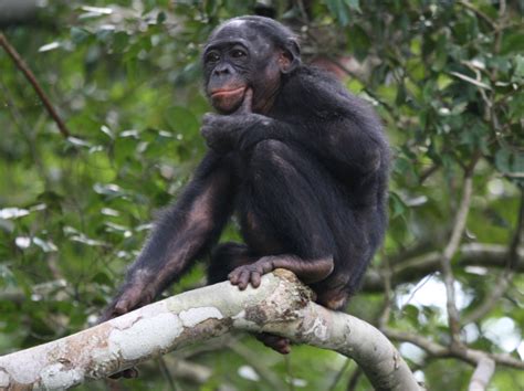 education réintroduction et protection du bonobo fondation ensemble