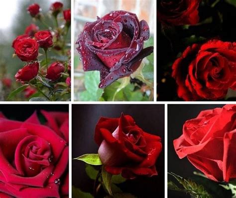 X ღɱɧღ Rose Collage Making Flowers