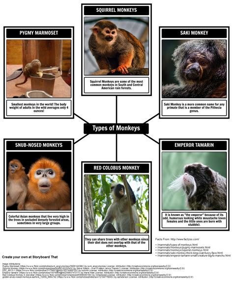 All About Monkeys Storyboard By Aaron