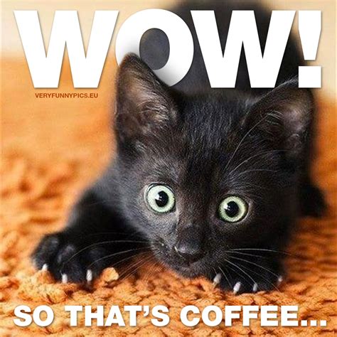 The First Sip Of Coffee Very Funny Pics