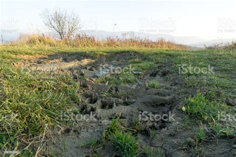 Deer Footprint In The Mud Stock Photo Download Image Now Animal