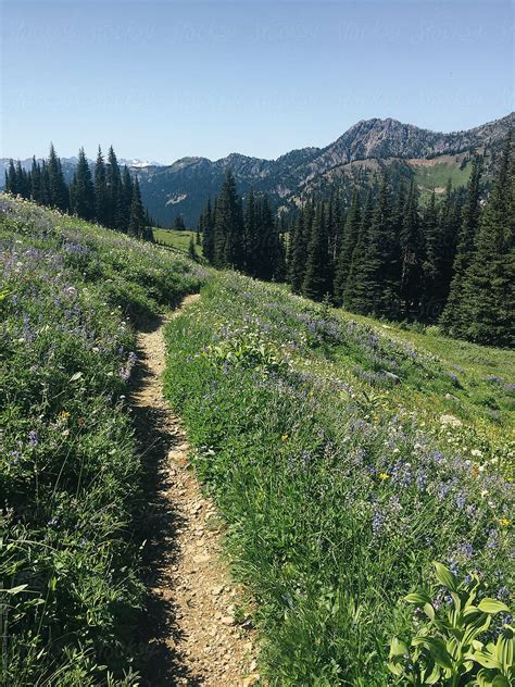 Hiking Trail Through Wildflower Meadow And Mountains North Cascades
