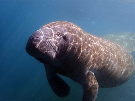 Facts About Manatees River Ventures — Crystal River And Homosassa