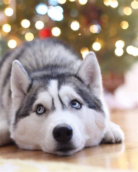 Merry Christmas Via Willow Husky Bear On Instagram Siberian Husky